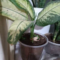 گل وگیاه طبیعی|گل و گیاه طبیعی|دهدشت, |دیوار