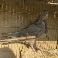 کبوتر پرشی|پرنده|اصفهان, باب الدشت|دیوار