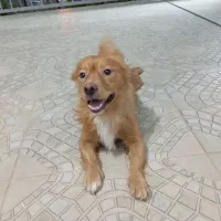 سگ ها فروشی خانگی