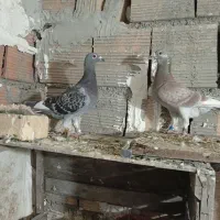 کبوتر|پرنده|علی‌آباد کتول, |دیوار