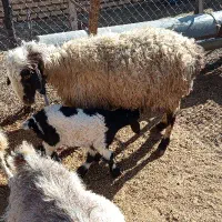 میش بره دارفروشی