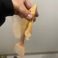 ال۶۰۰ و انواع پلکو های خاص