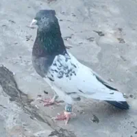 نر کله سبز آگهی رو بخون