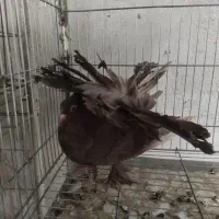 کبوتر زینتی دم چتری