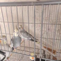 عروس هلندی مولد سالم لوتینو گلباقالی و سینامون