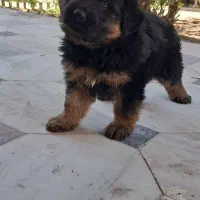 واگذاری سگ شولاین 9 ماهه