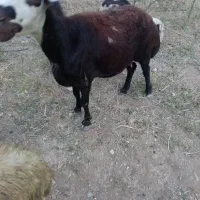افشار کله عروس،میش