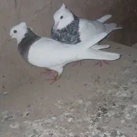 کبوتر