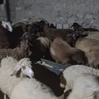 بره نرو ماده
