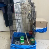 عروس هلندی جفت صحیح و سالم|پرنده|تهران, کیانشهر|دیوار