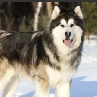 هاسکی گمشده