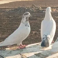 کبوتر گمشده عکس تزئینی