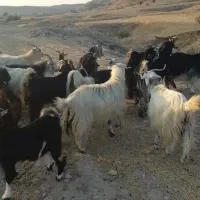12تا بز ترکی