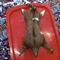 هیزه ظرف پوستی برای نگهداری روغن