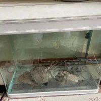 اکواریوم شیشه خم