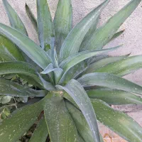 فروش گل آناناسی با گلدان