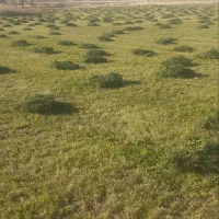 فروش یونجه حدودا 5 تن|عمده‌فروشی|کلیائی, |دیوار