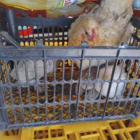 مرغ جوجه دار