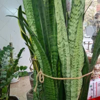 ۳۵مترتجاری