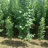 نهال نیگرا ترکیه با کیفیت صادراتی