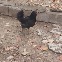 مرغ و خروس گلین|حیوانات مزرعه|لواسان, |دیوار