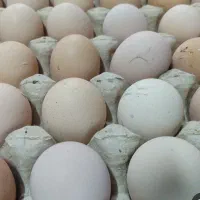 تخم مرغ رسمی