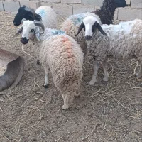 بره نر فروشی