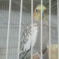 عروس هلندی بالغ|پرنده|طرقبه, |دیوار