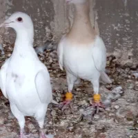 کبوترگرفتنی