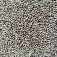 عدس ریز محلی