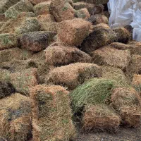 یونجه خالص|خدمات باغبانی و درختکاری|نوشین شهر, |دیوار