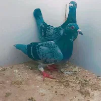 چن تا کفتر واگذار می‌شود...