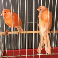 قناری رد فاکتور اورجینال|پرنده|کرج, باغستان|دیوار