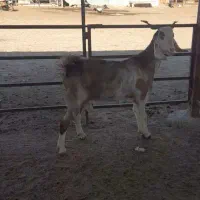 یک راس بزغاله داشتی جوان یه شکم زائده|حیوانات مزرعه|گنبد کاووس, |دیوار