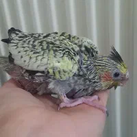 جوجه عروس هلندی