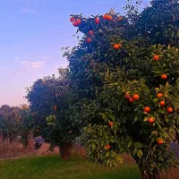زمین-باغی