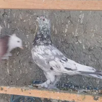 حیوون درجه یک