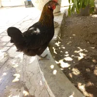 فروش مرغ وخروس