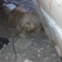 پاپی گوش تیز معاوضه|سگ|تربت‌حیدریه, مظفریه|دیوار