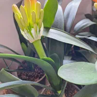 گل خورشیدی|گل و گیاه طبیعی|سنگر, |دیوار