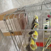 عروس هلندی|پرنده|کهریزک, |دیوار