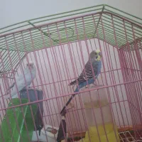 مرغ عشق و صندلی ۴ عدد و میز