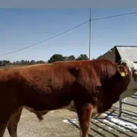 تلقیح مصنوعی گاو