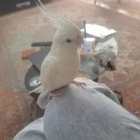 عروس هلندی کاملا سفید گمشده|حیوانات|رشت, توشیبا|دیوار