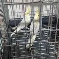 جوجه عروس هلندی