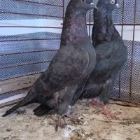 کفتر|پرنده|پارس‌آباد, |دیوار