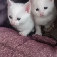 دوعدد بچه گربه هر دوچشم ابی خوشگل وبازیگوش