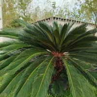 گل سیکاس ریشه کاملا پرس