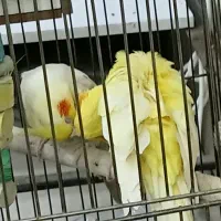 عروس های مولد دم تخم معاوضه هم میشن