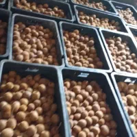 کیوی درشت و ریز و دوقلوی شمارانقدی خریداریم